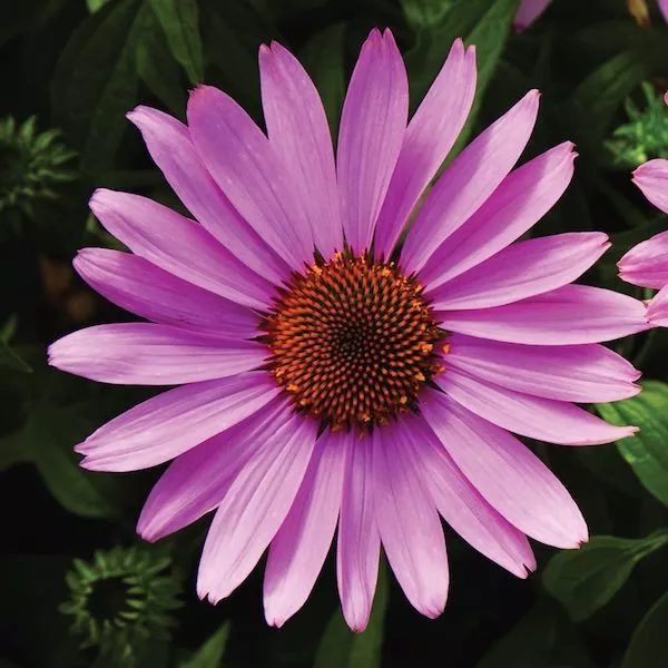 Prairie Splendor Deep Rose
