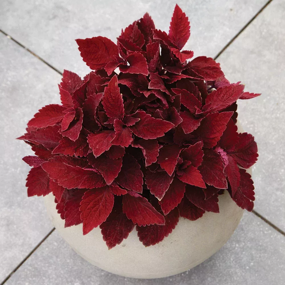 Premium Sun Sweet Paprika™ Coleus
