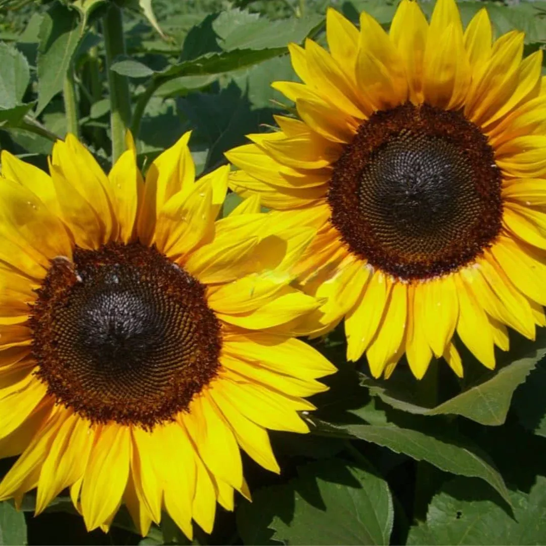 ProCut Brilliance Sunflower