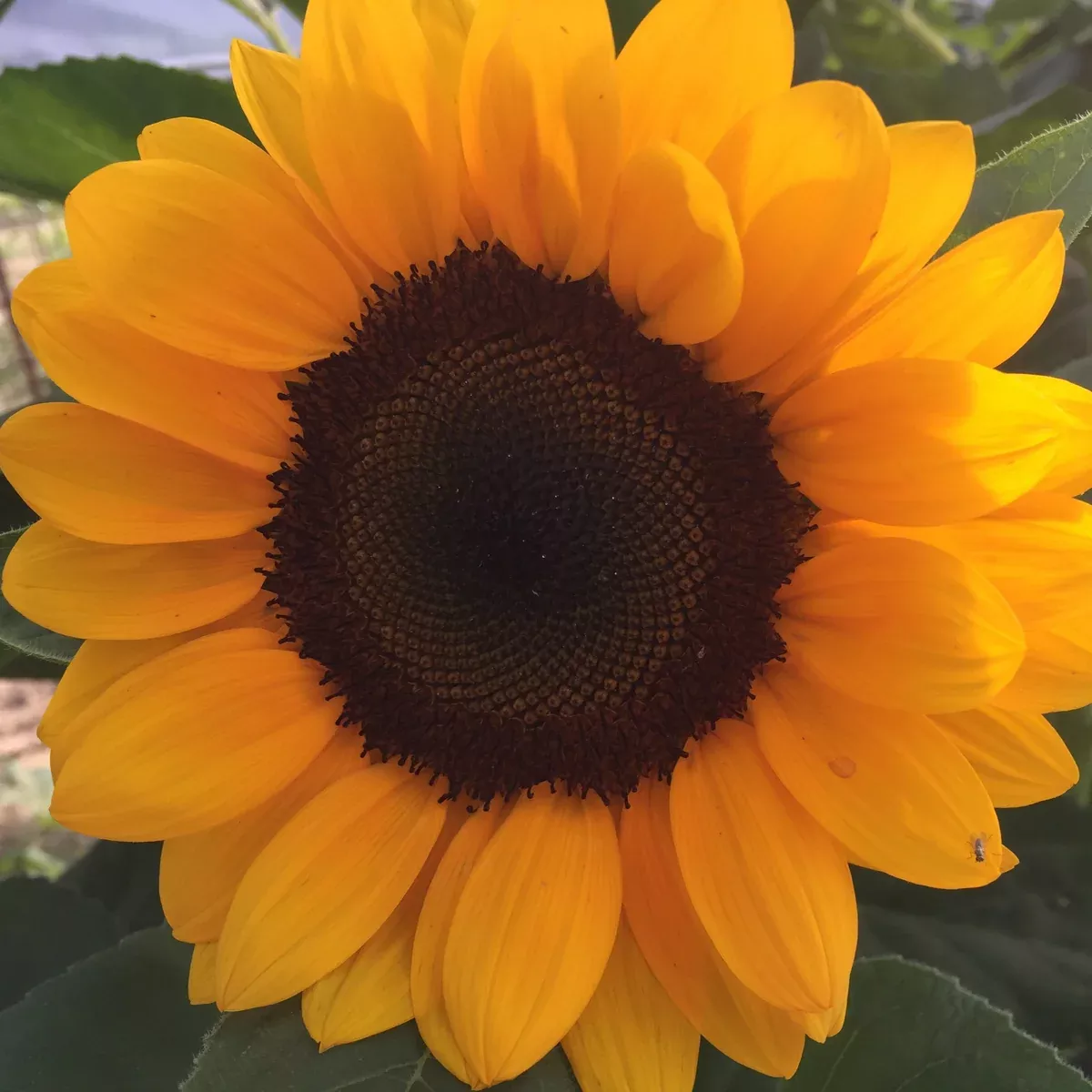 ProCut Orange Sunflower