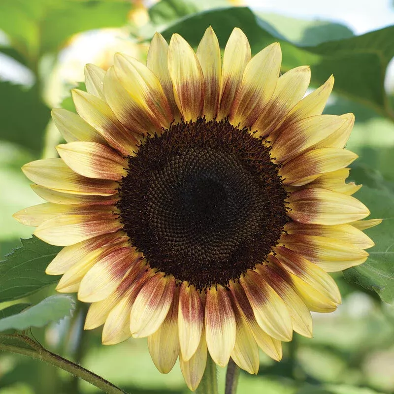 ProCut Red Lemon Bicolor Sunflower