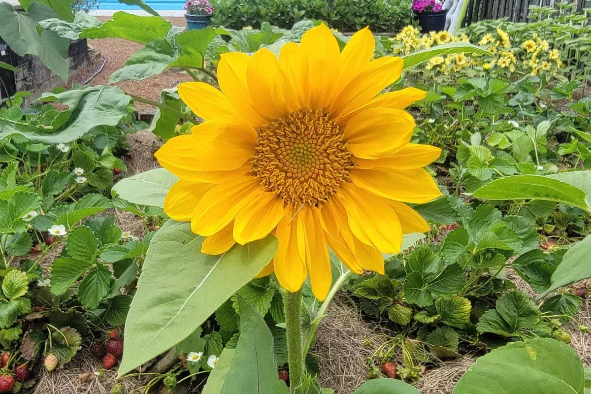 ProCutGold Lite Sunflower