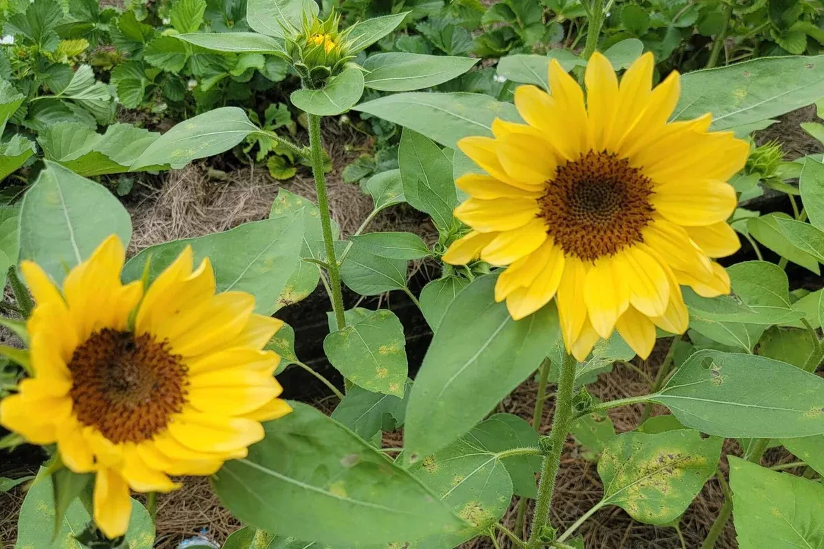 ProCutPeach Sunflower