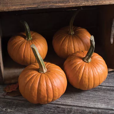 Pumpkin Baby Bear
