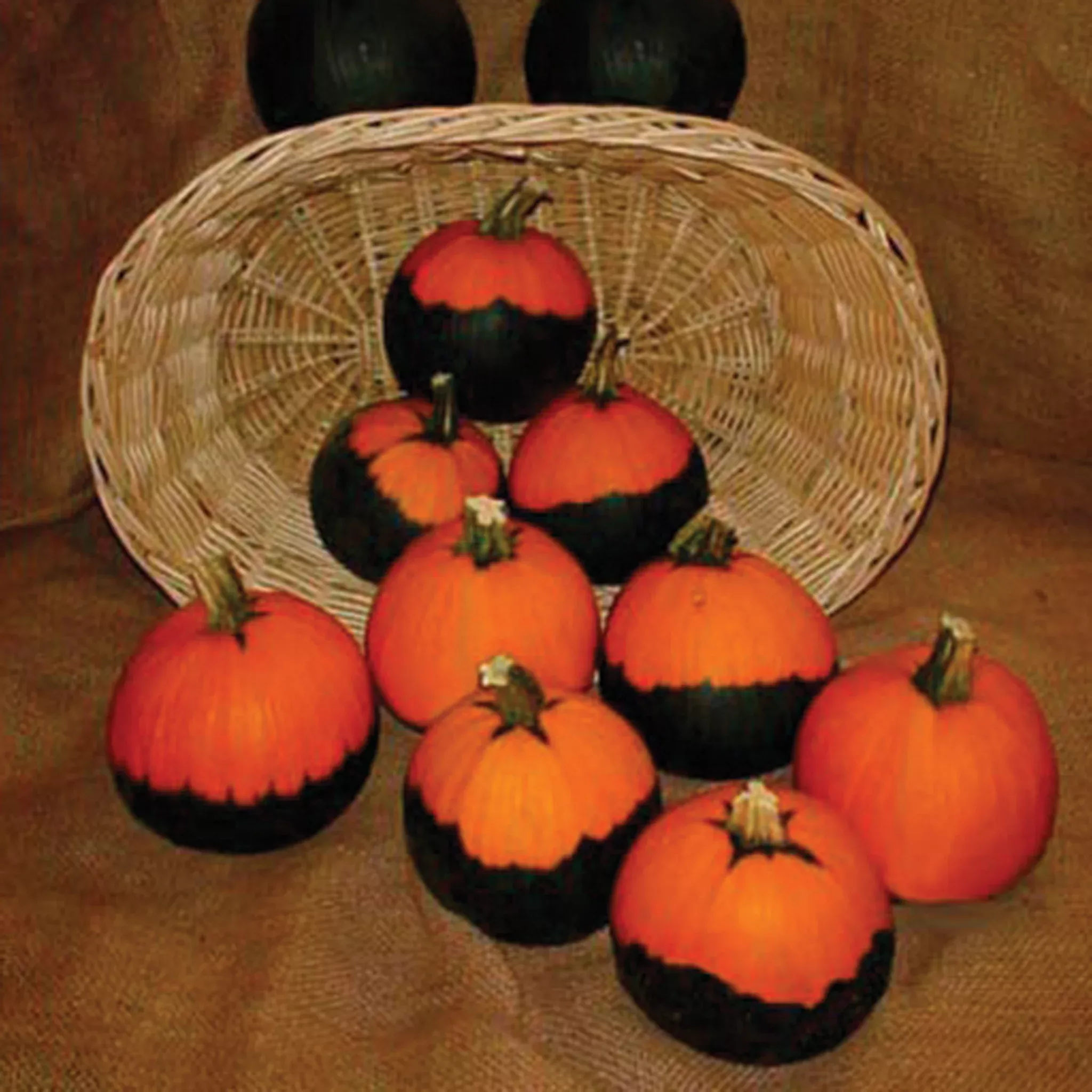Pumpkin Batwing Mix