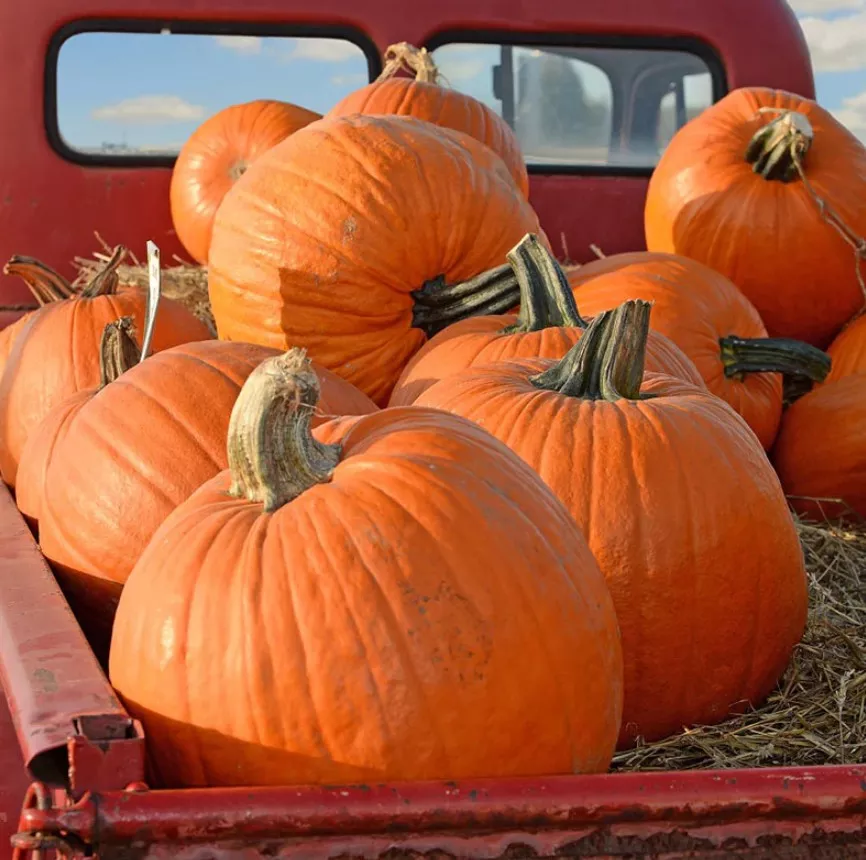 Pumpkin Big Max