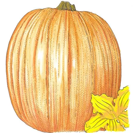 Pumpkin Connecticut Field