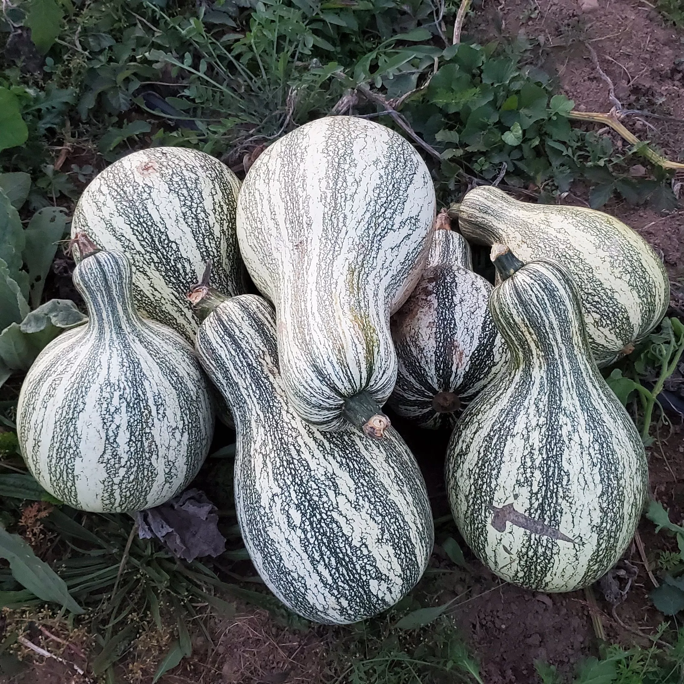 Pumpkin Green Stripe Cushaw