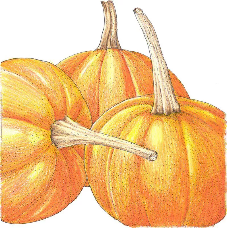 Pumpkin Small Sugar
