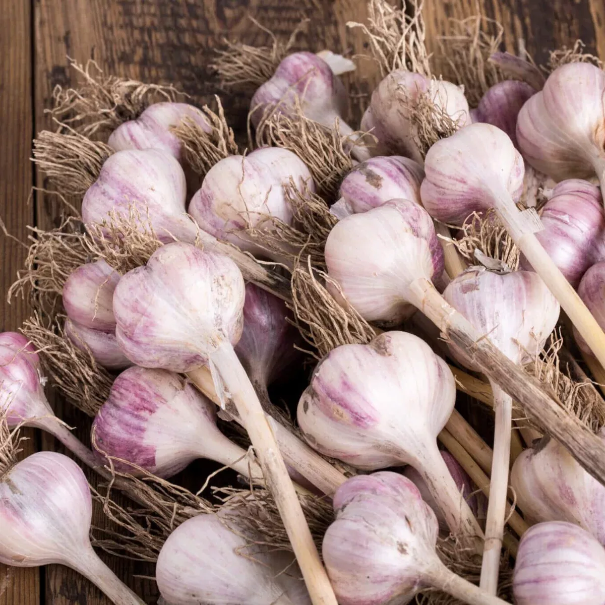 Purple Garlic