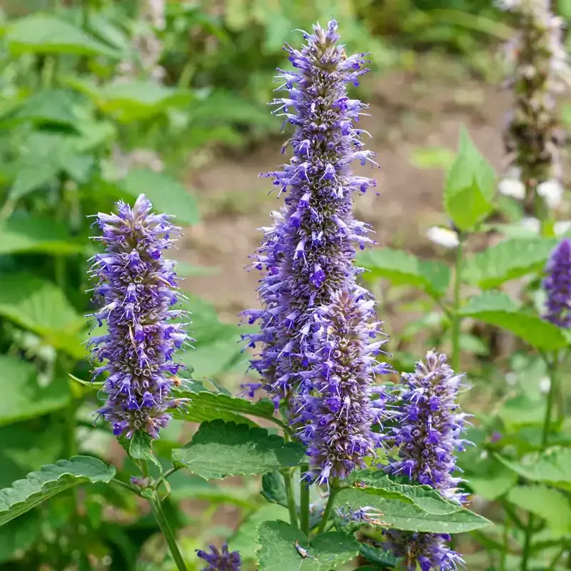 Purple Giant Hyssop Seed