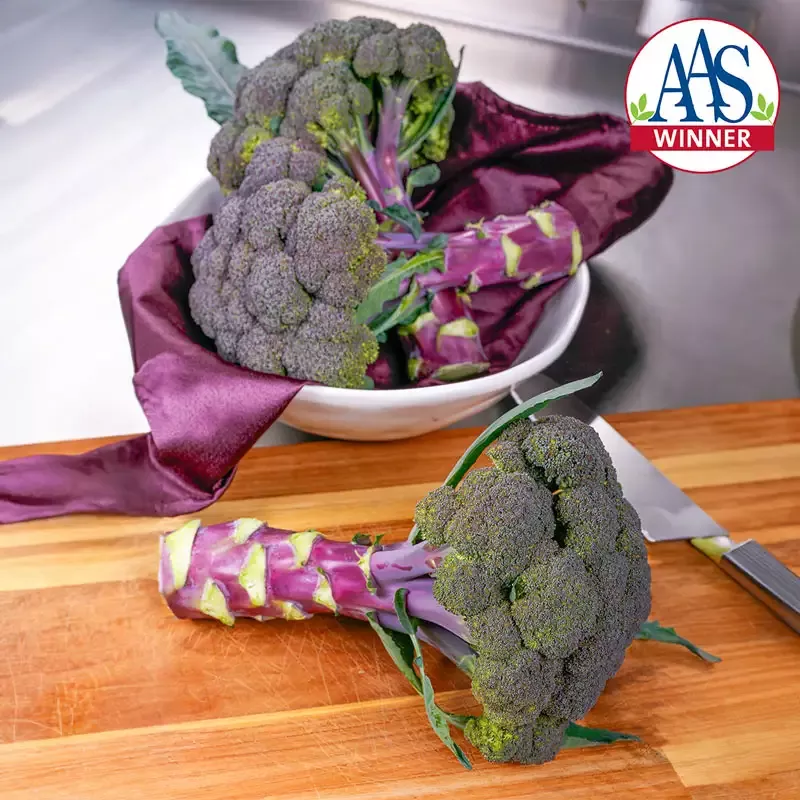 Purple Magic Broccoli