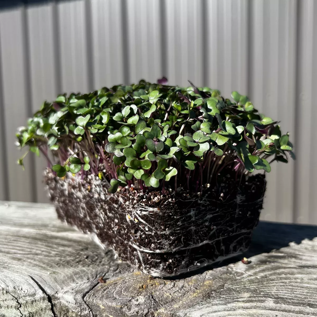 Purple Vienna Kohlrabi Microgreens