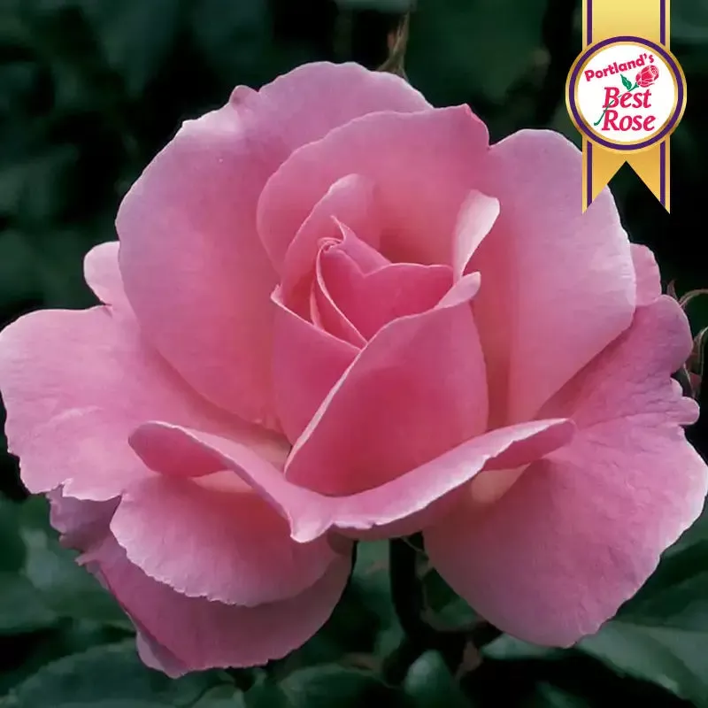 Queen Elizabeth Grandiflora Rose