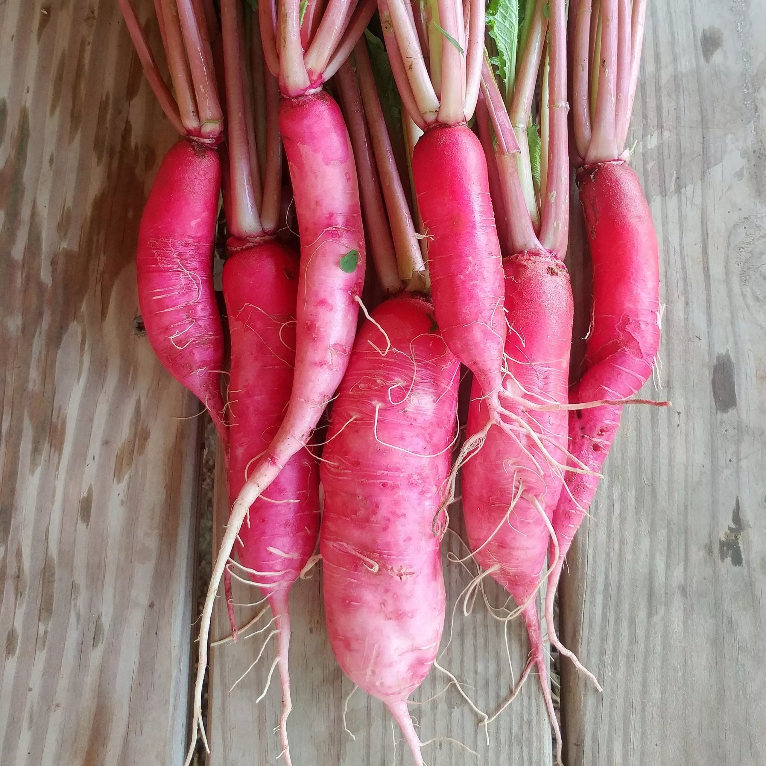 Radish China Rose