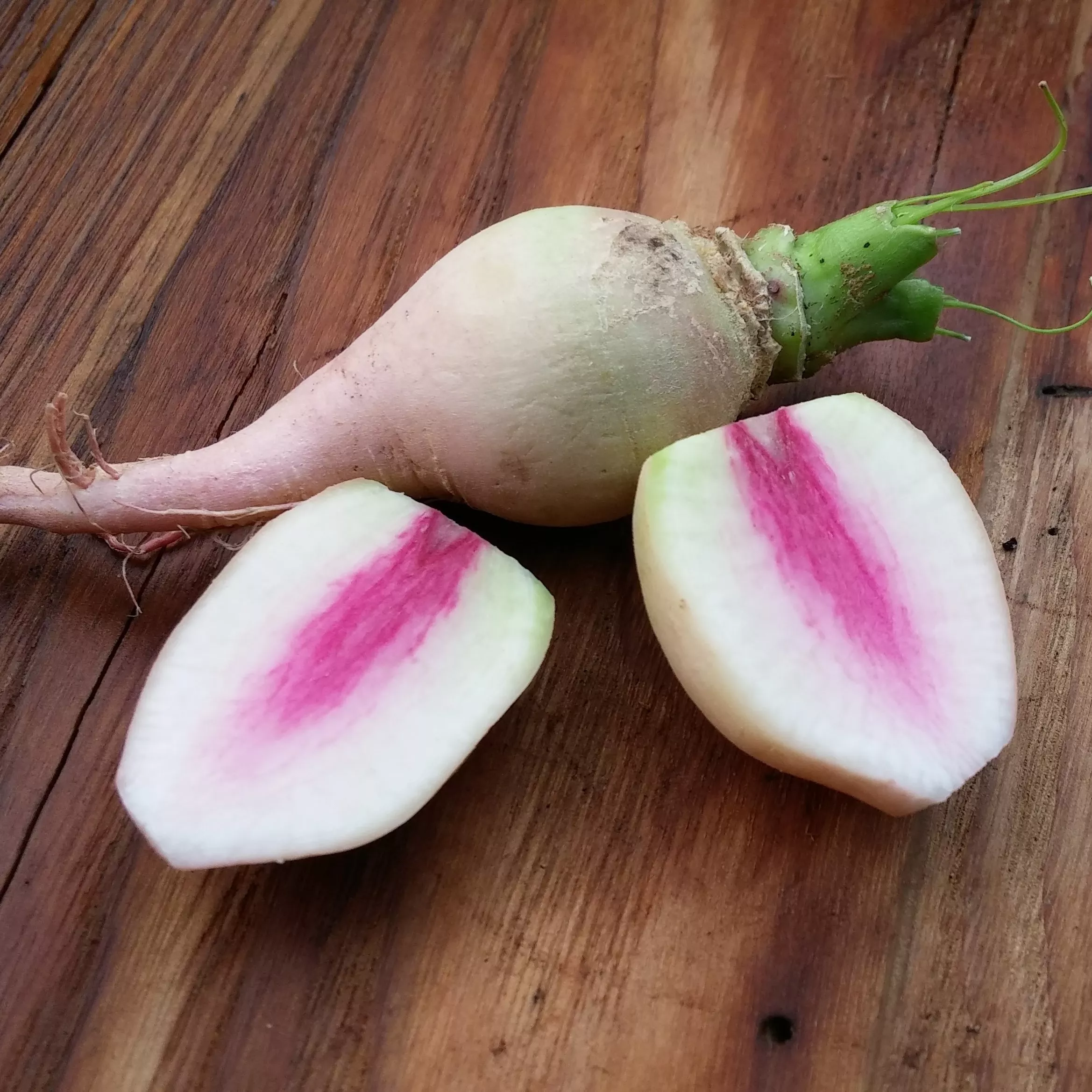 Radish Watermelon