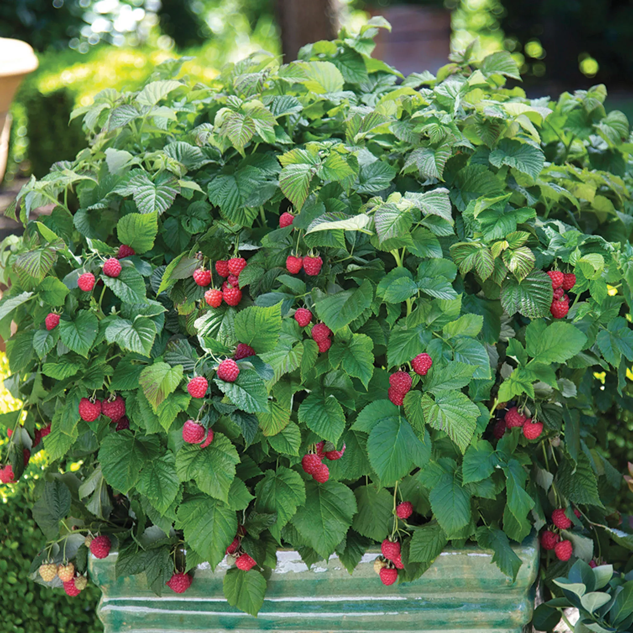 Raspberry, Bushel and Berry, Raspberry Shortcake
