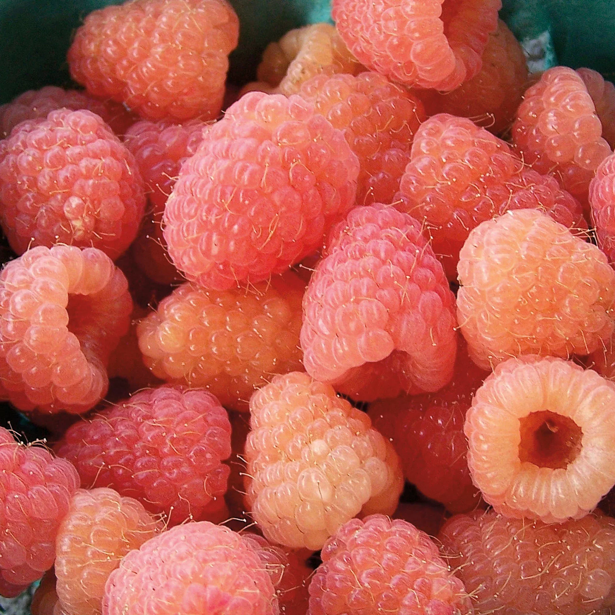 Raspberry, Summer-Bearing, Double Gold, 5 Canes
