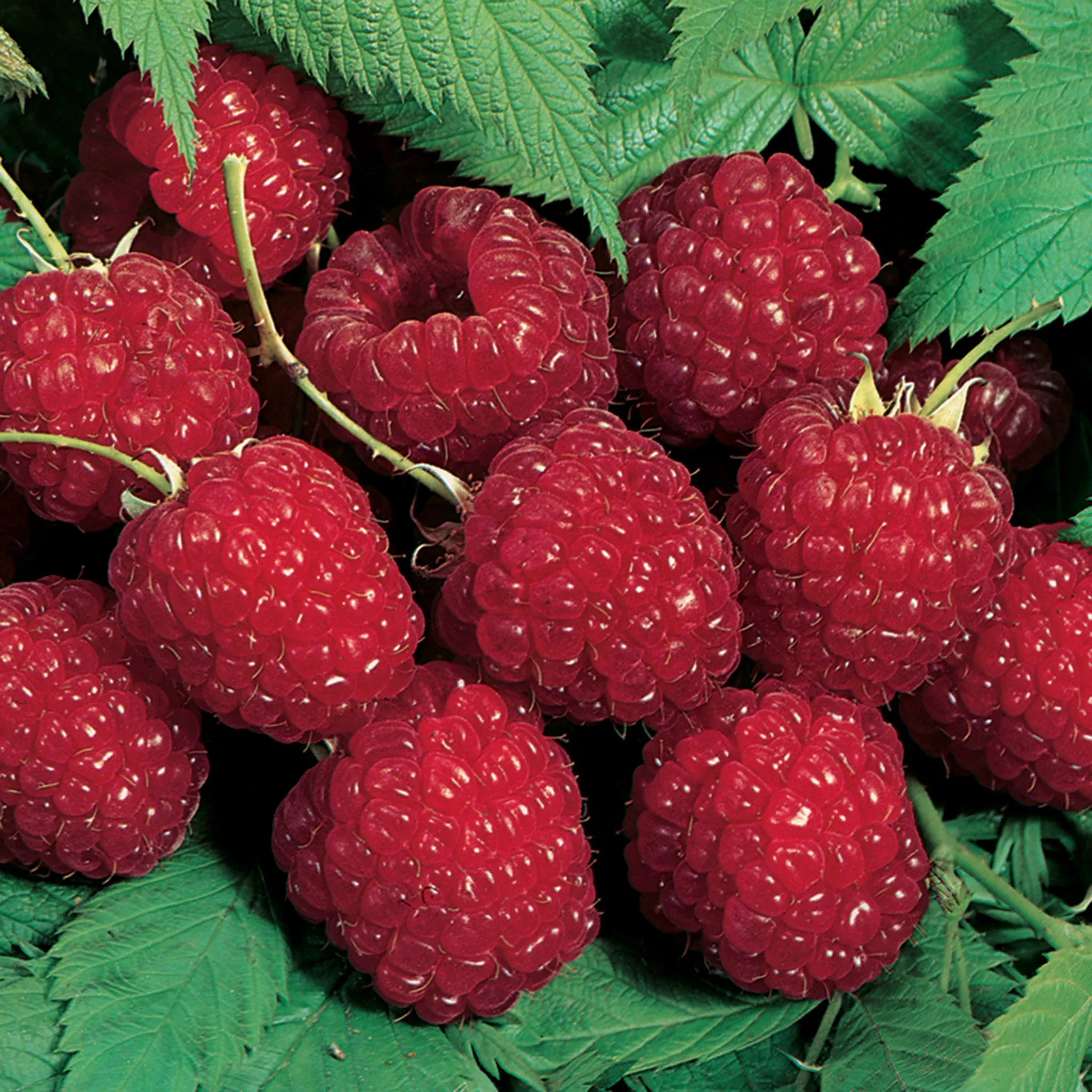 Raspberry, Summer Bearing, Nova, 5 Canes
