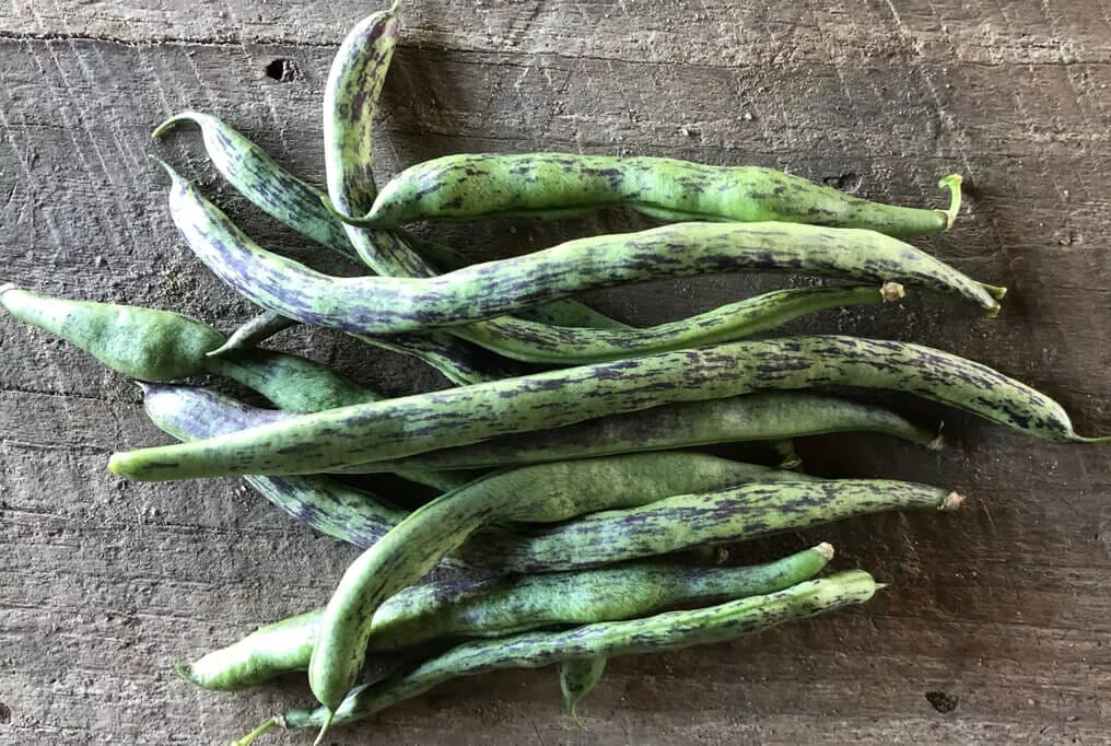 Rattlesnake Pole Bean