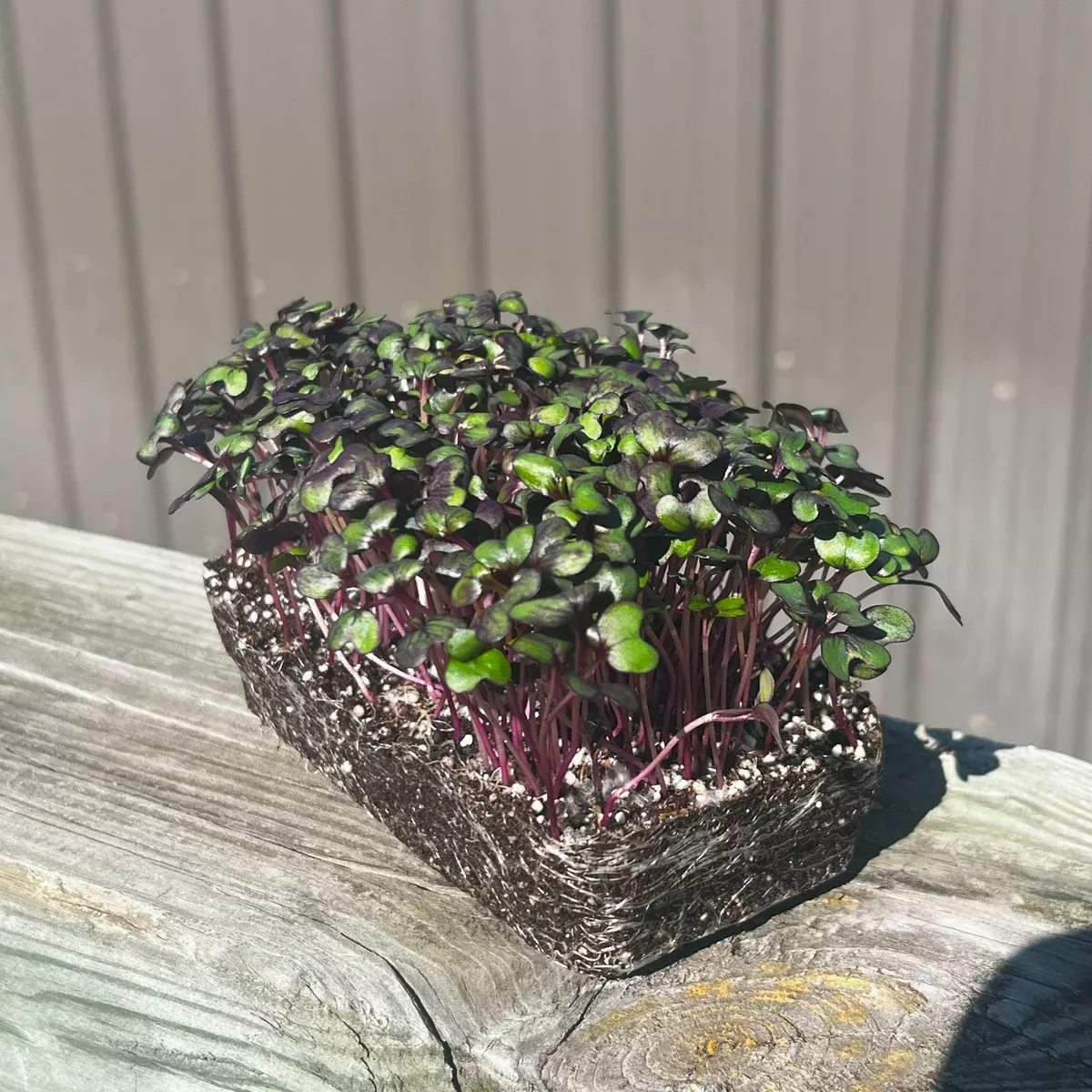 Red Acre Cabbage Microgreens