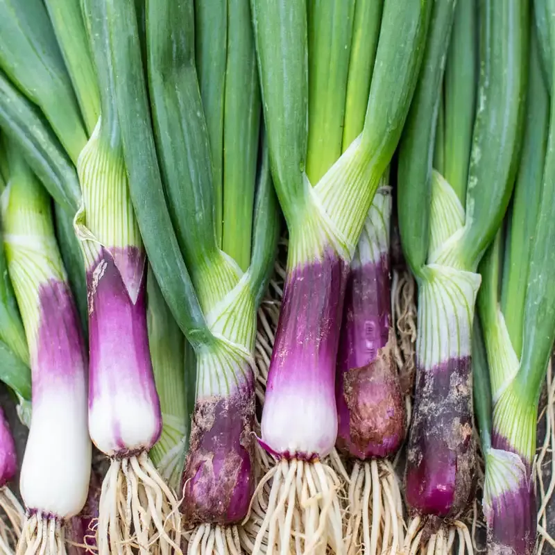 Red Baron Bunching Onion Seed
