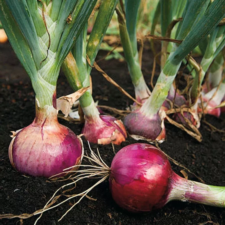 Red Candy Apple Onion Sets per bunch