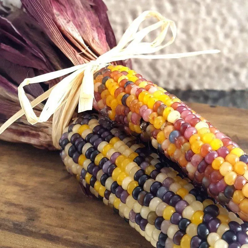 Red Husk Rainbow Ornamental Corn