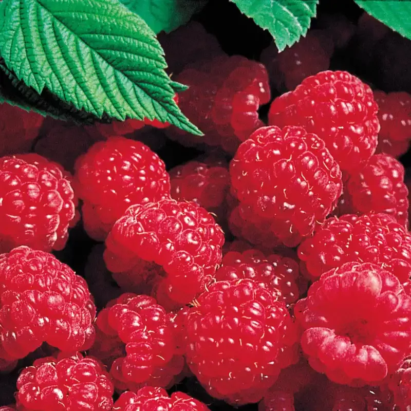 Red Latham Raspberry Plant