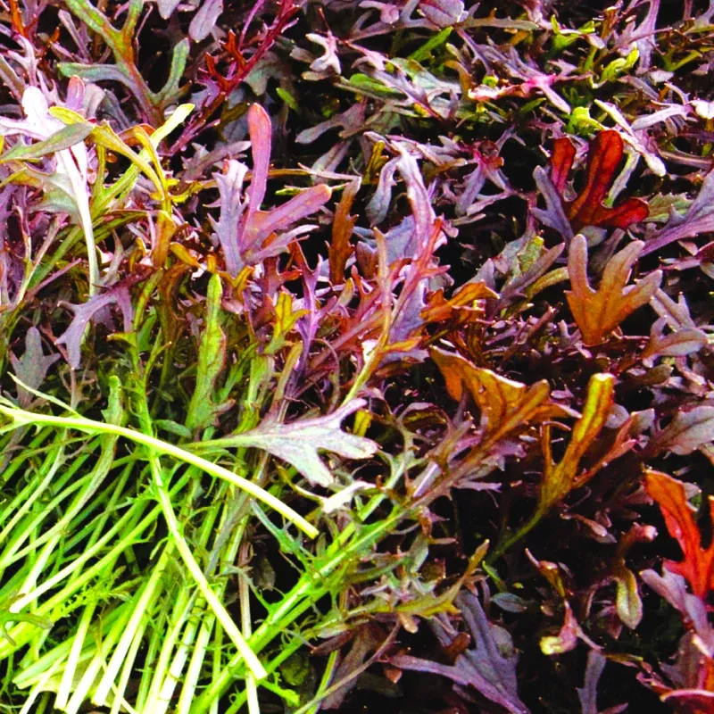 Red Mizuna Mustard Greens