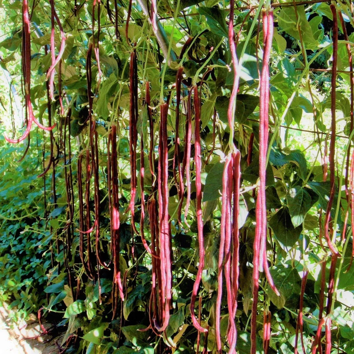 Red Noodle Yard Long Bean