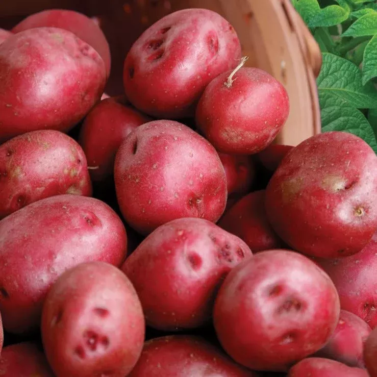 Red Pontiac Seed Potatoes