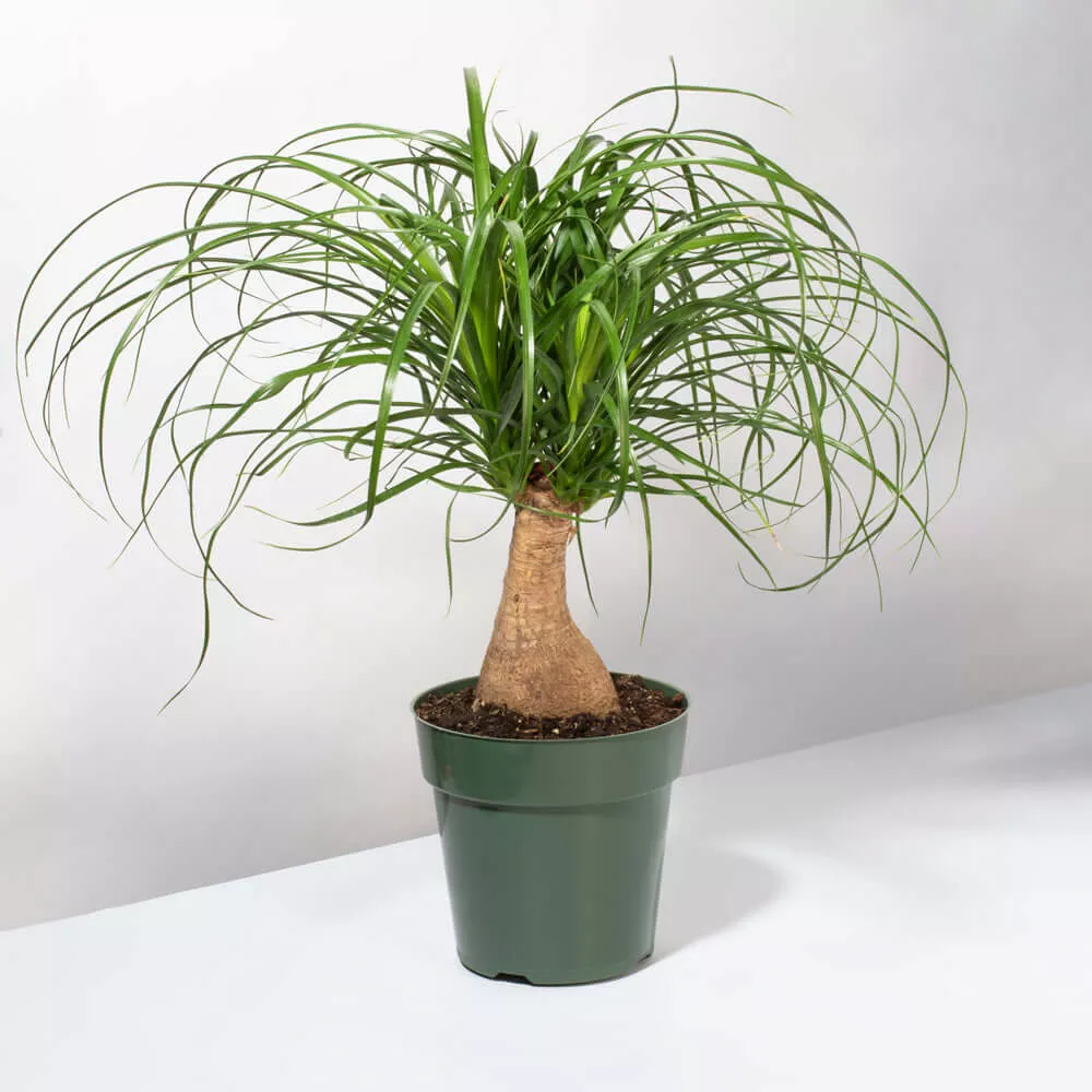 Red Ponytail Palm