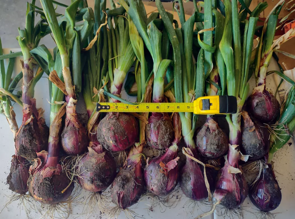 Red River Onion Plants