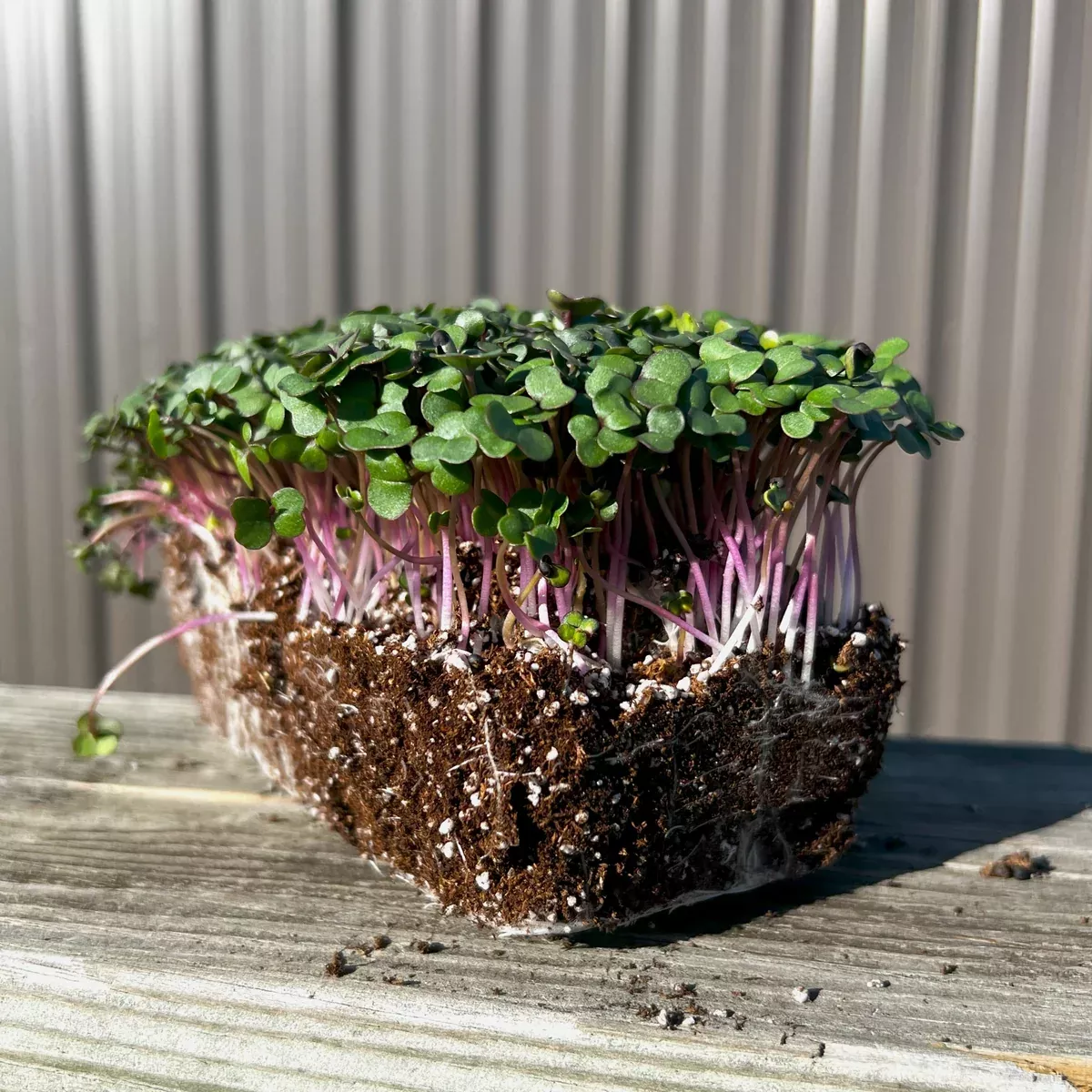 Red Russian Kale Microgreen