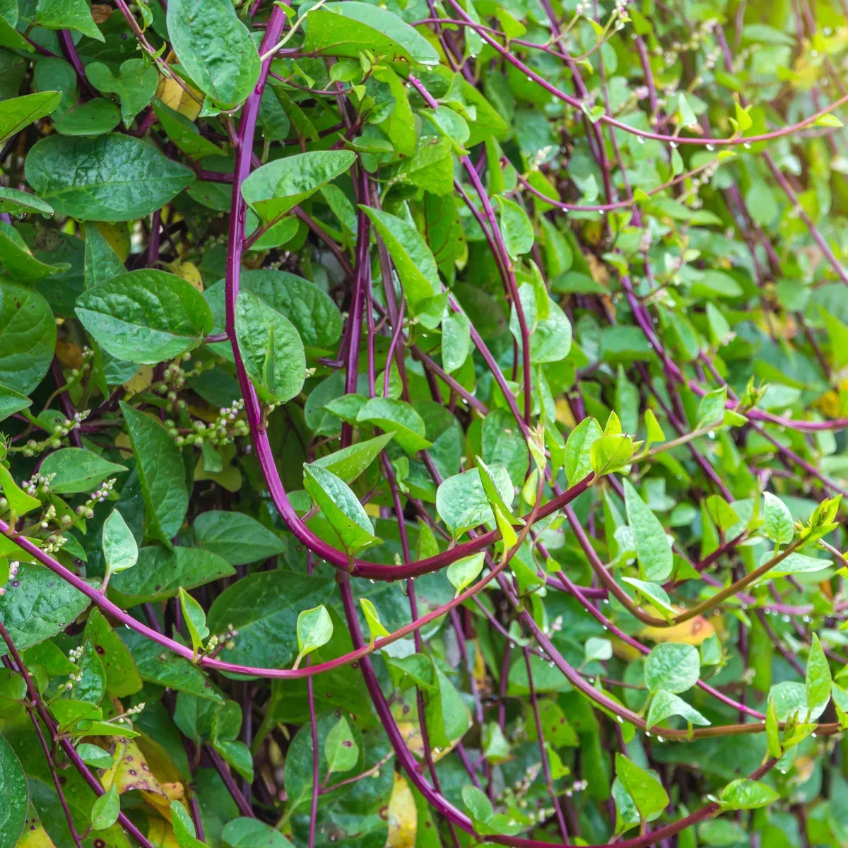 Red Stem Malabar Spinach