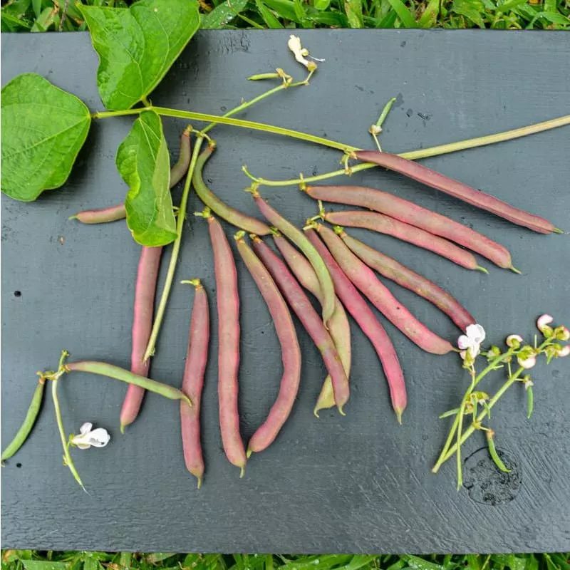 Red Swan Bush Bean (55 Days)