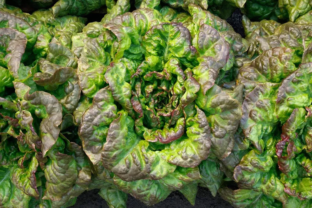 Red Tide Lettuce