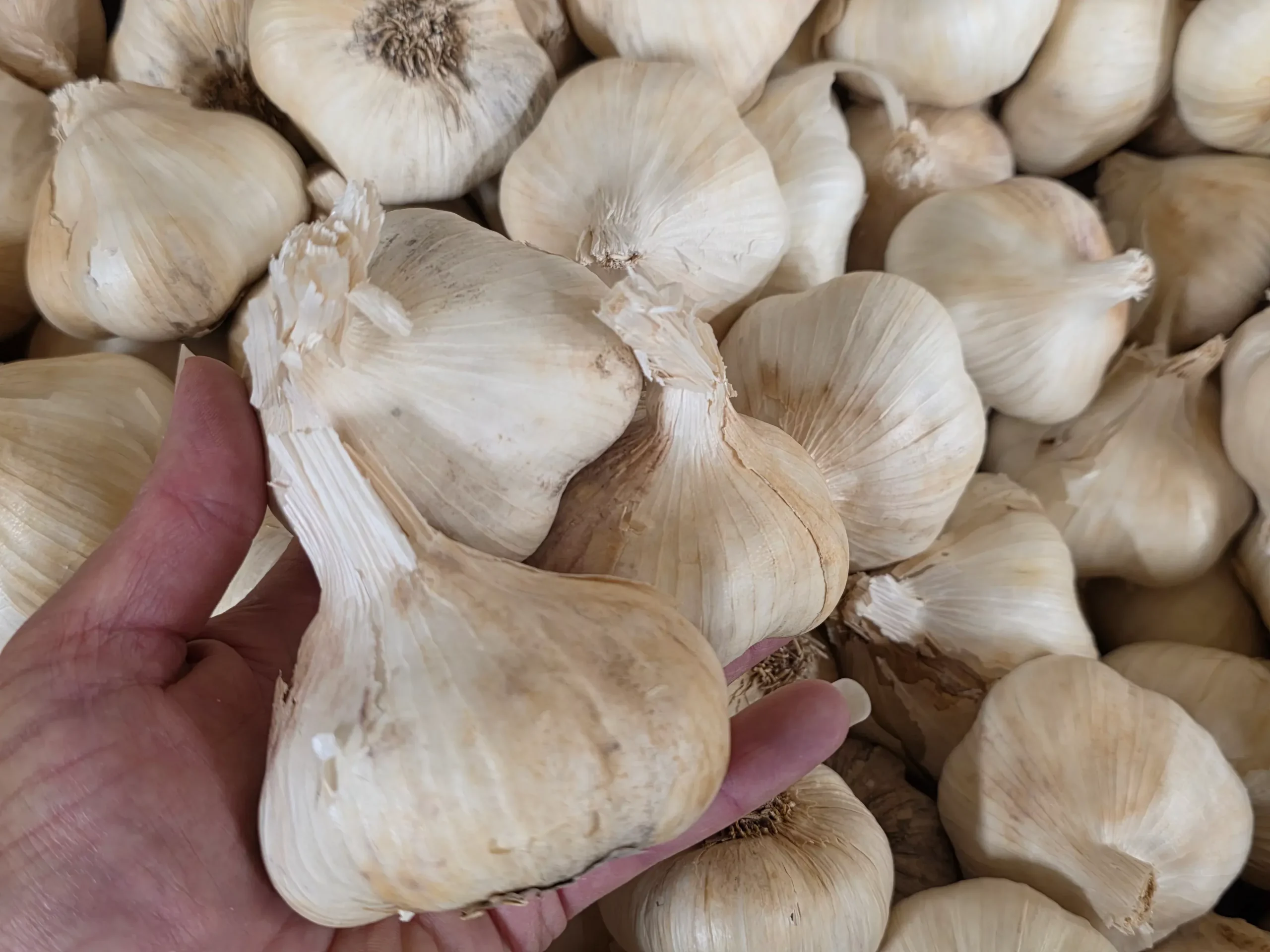 Red Toch Seed Garlic