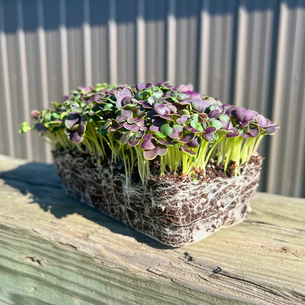 Red Wizard Pak Choi Microgreens