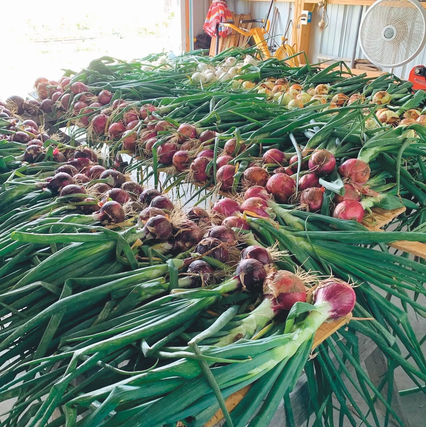Red Zeppelin Onion Plants