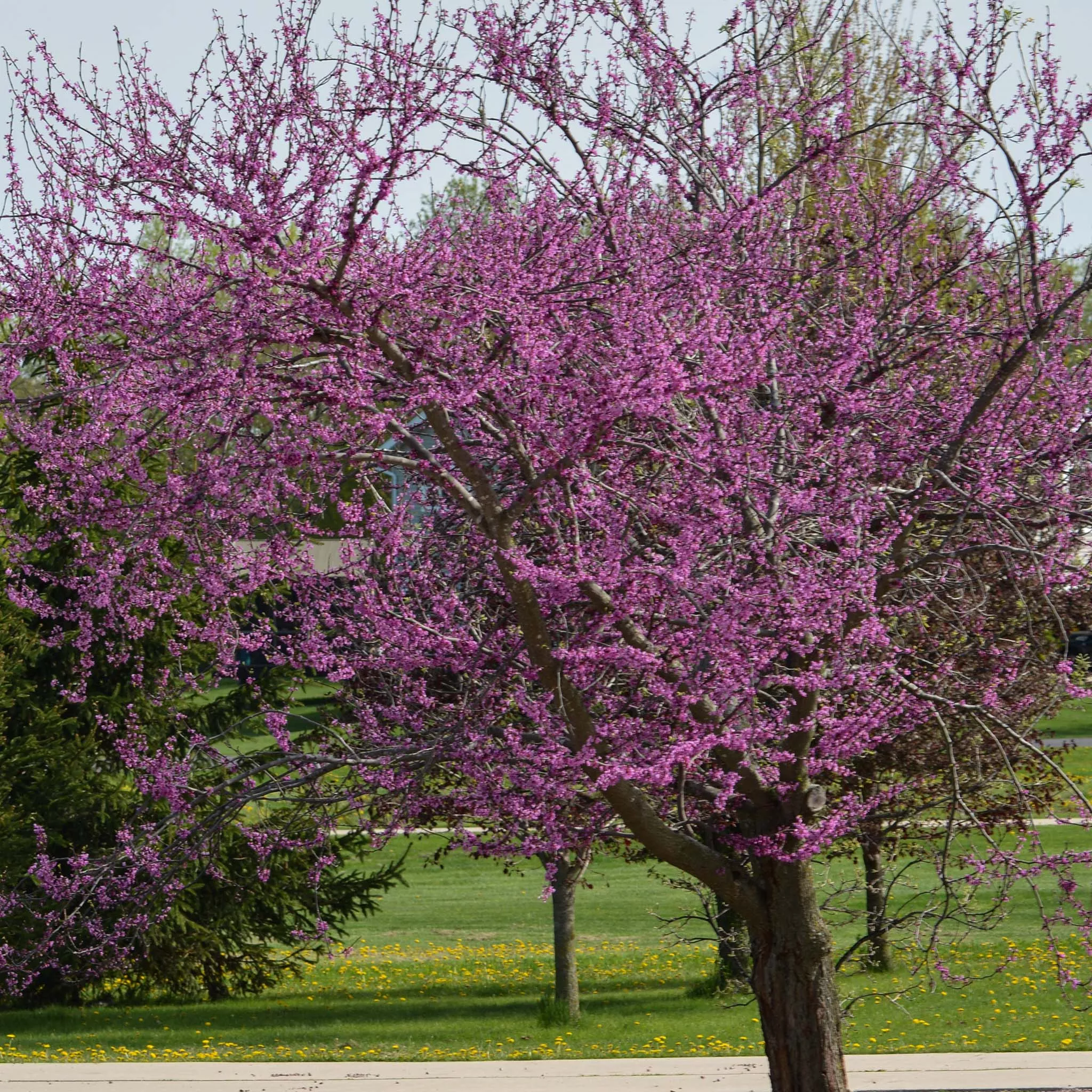 Redbud, Eastern, Northern strain