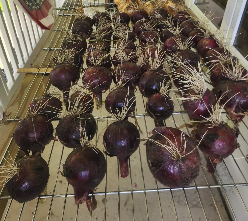 Redwing Onion Plants