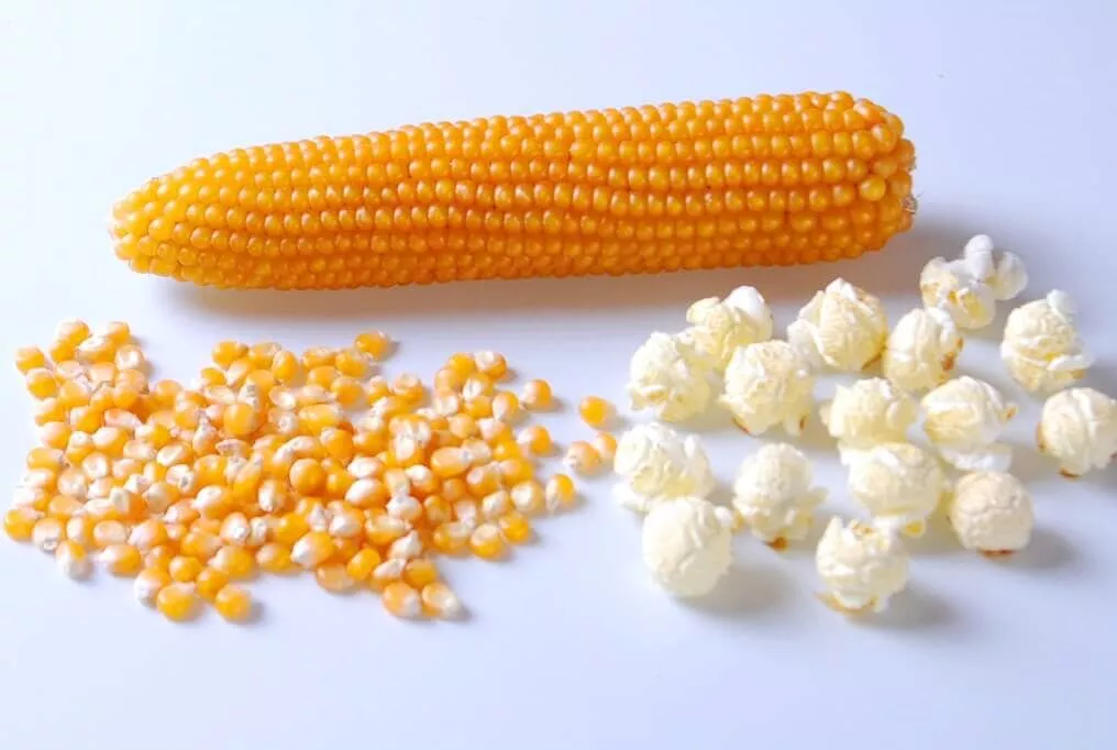 Robust Yellow Hybrid Popcorn F1