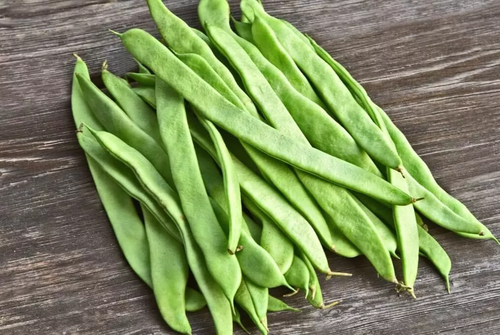 Roma II Bush Bean