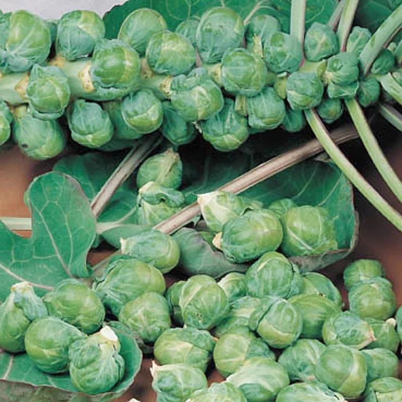 Roodnerf Brussels Sprout