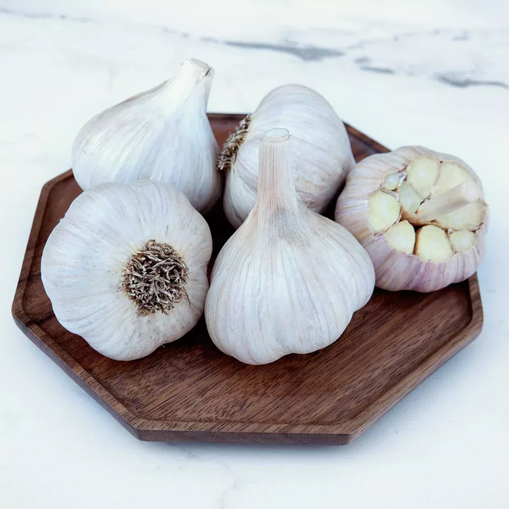 Rosewood Garlic
