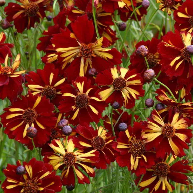 Roulette Coreopsis