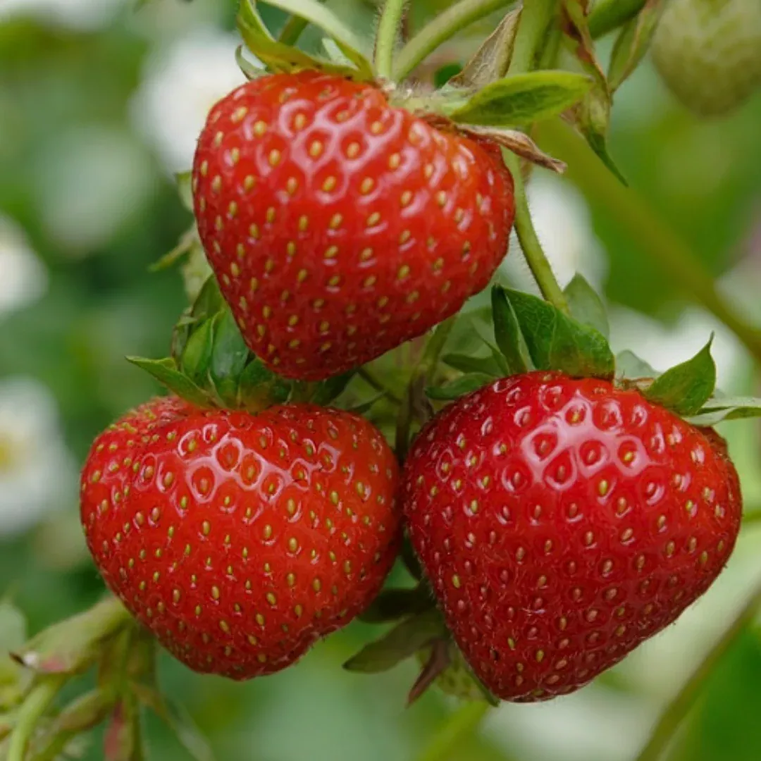 Ruby June Strawberry Starter Plants