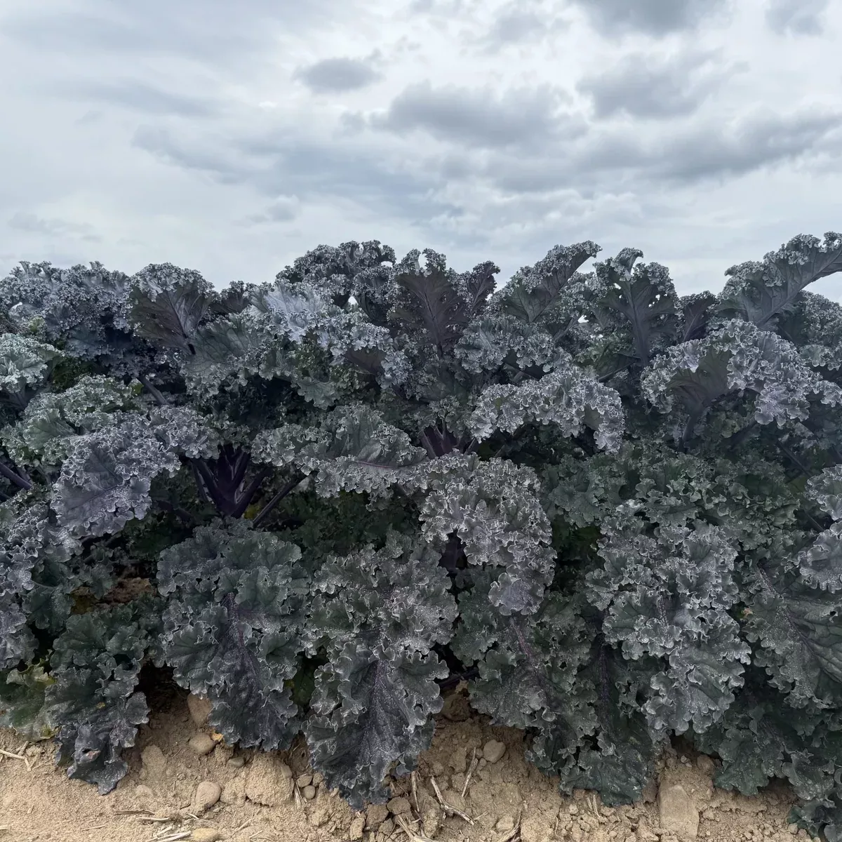 RubyBor Hybrid Kale F1